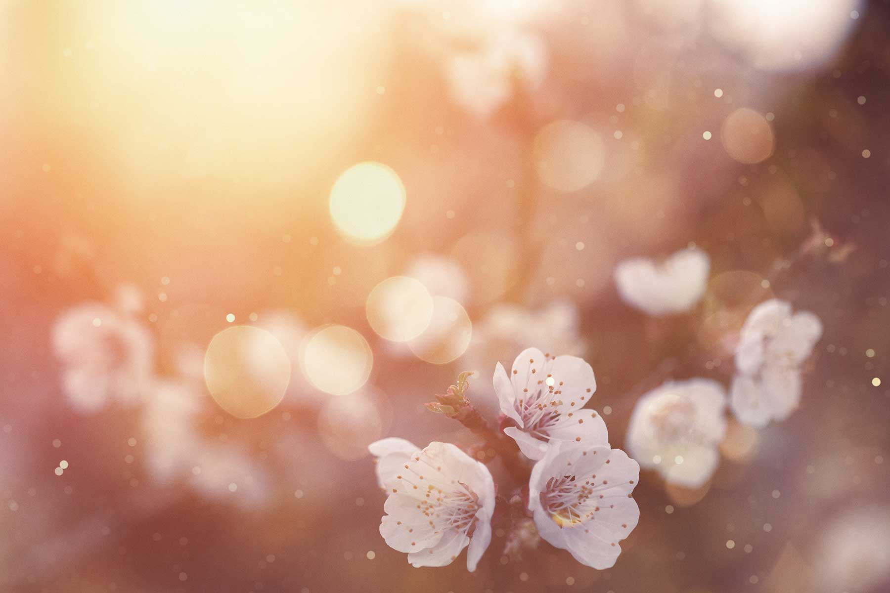 Spring blossom
