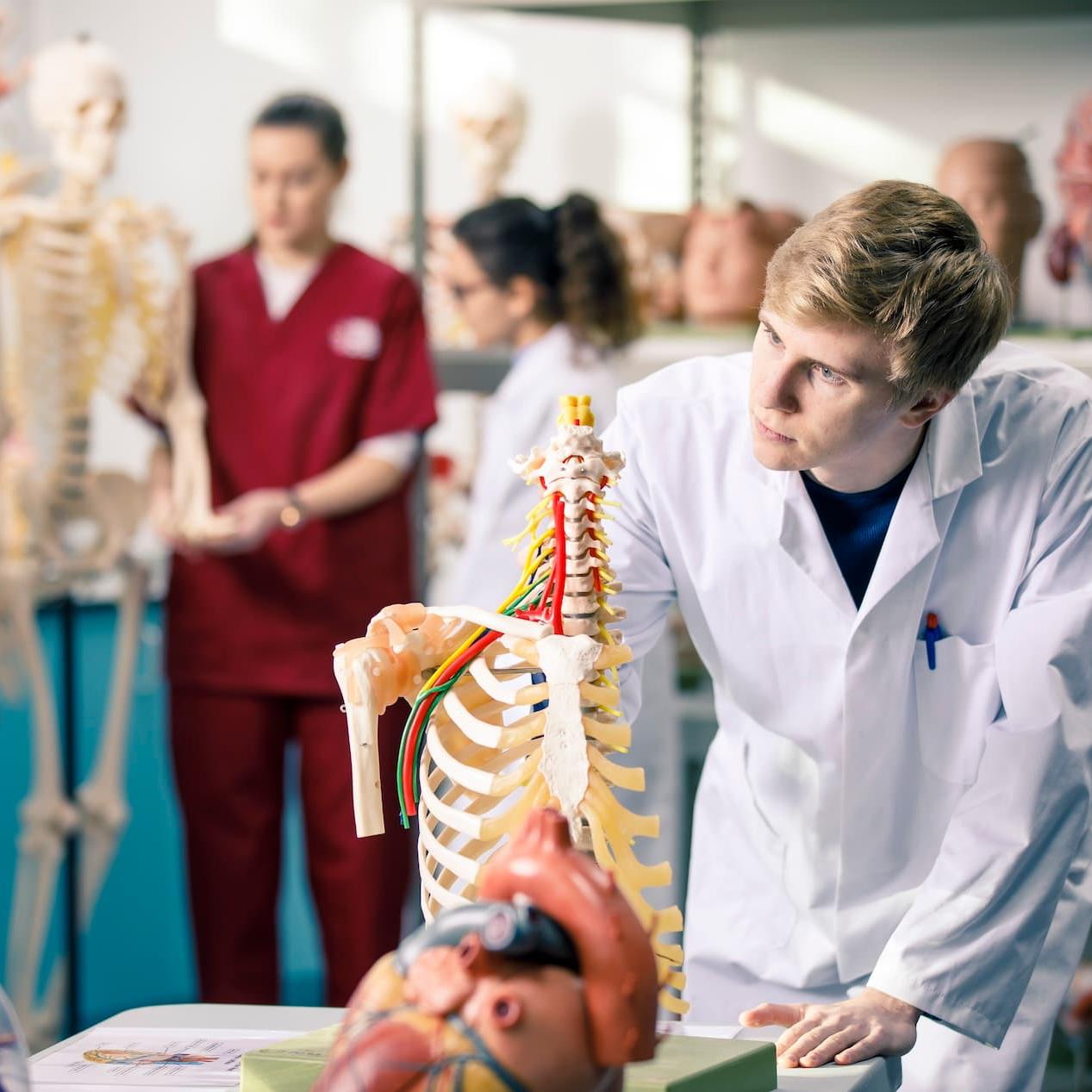 Medicine students examining anatomy models
