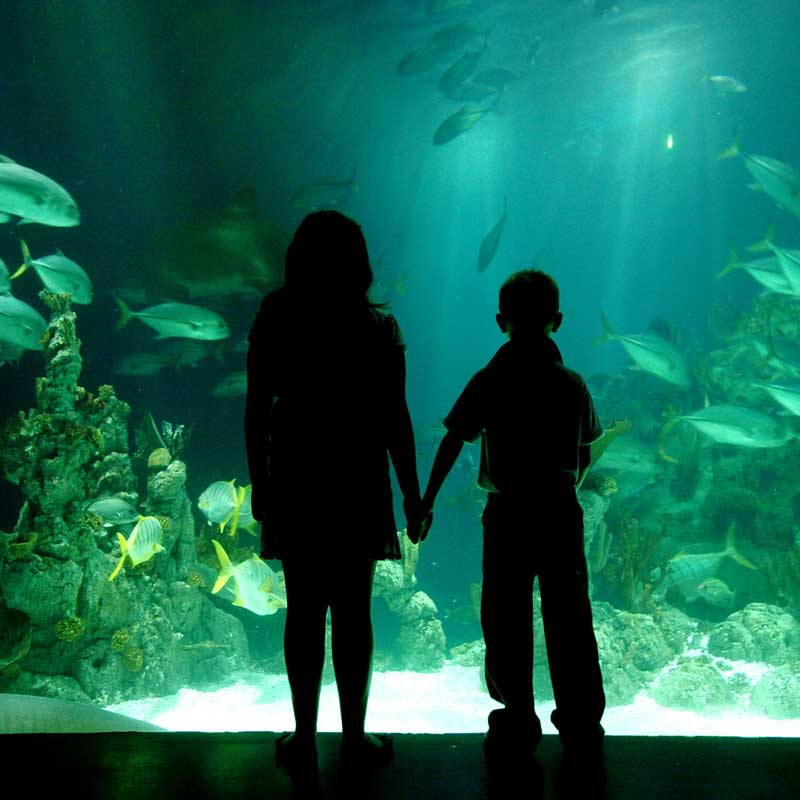 The Deep