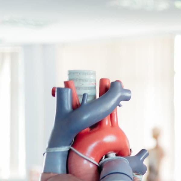 A Clinical Anatomy student with a model of the human body