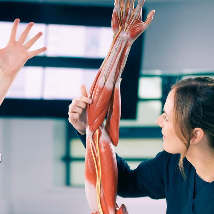 Health Technology and Human Anatomy students