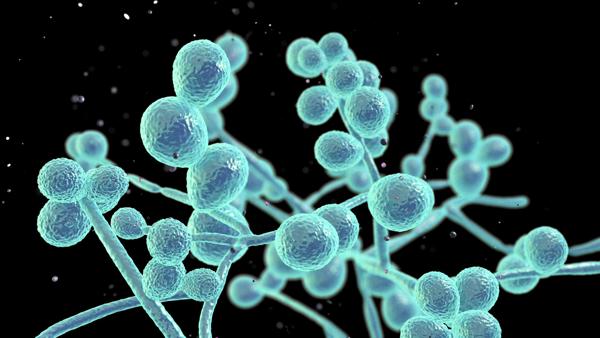 Candida fungi