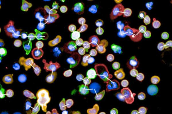 Mapping of the human immune system. Image credit: Shilt et al. courtesy of Wellcome Sanger Institute