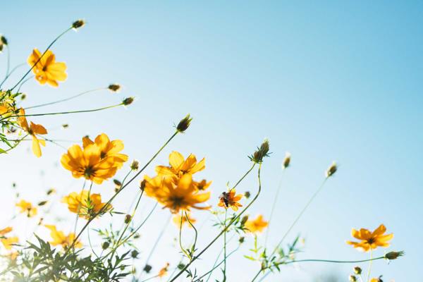 Yellow flowers against a blue sky